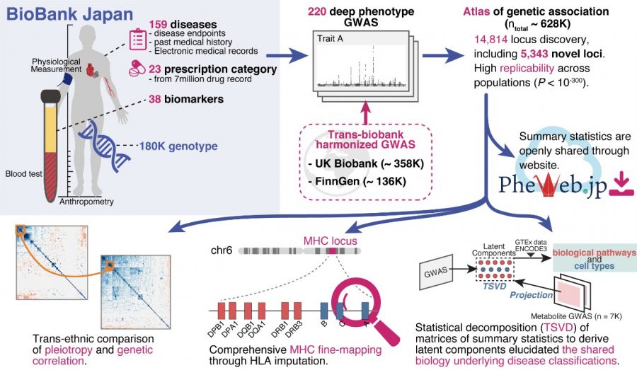 phd statistical genetics