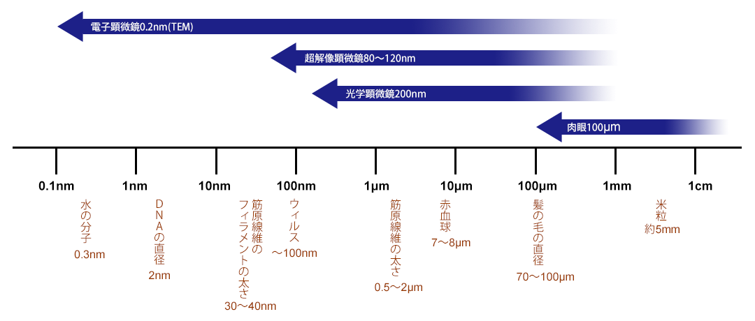 顕微鏡の種類と分解能