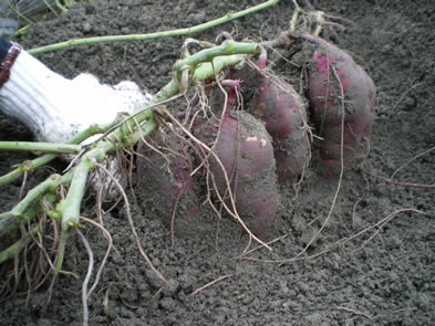 htkt_2008_04