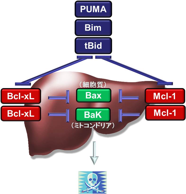 Bci-2