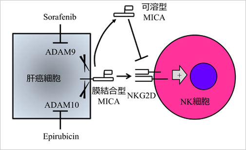 Bci-2