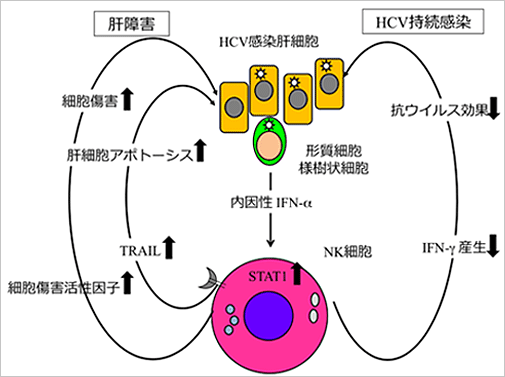 Bci-2