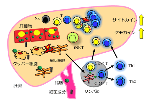 NAFLD/NASH