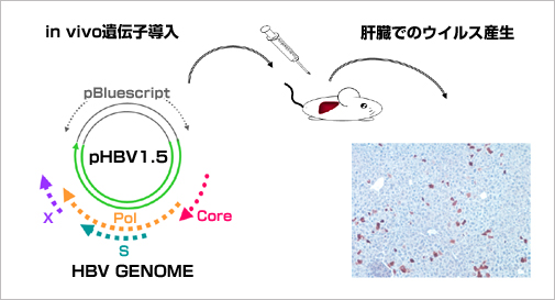 HBV