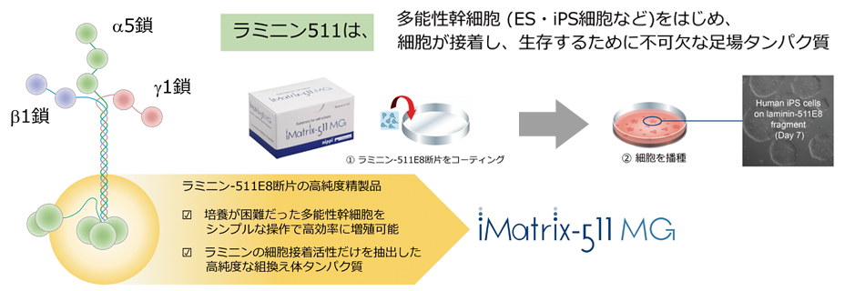 ラミニン511E8断片　高純度精製品