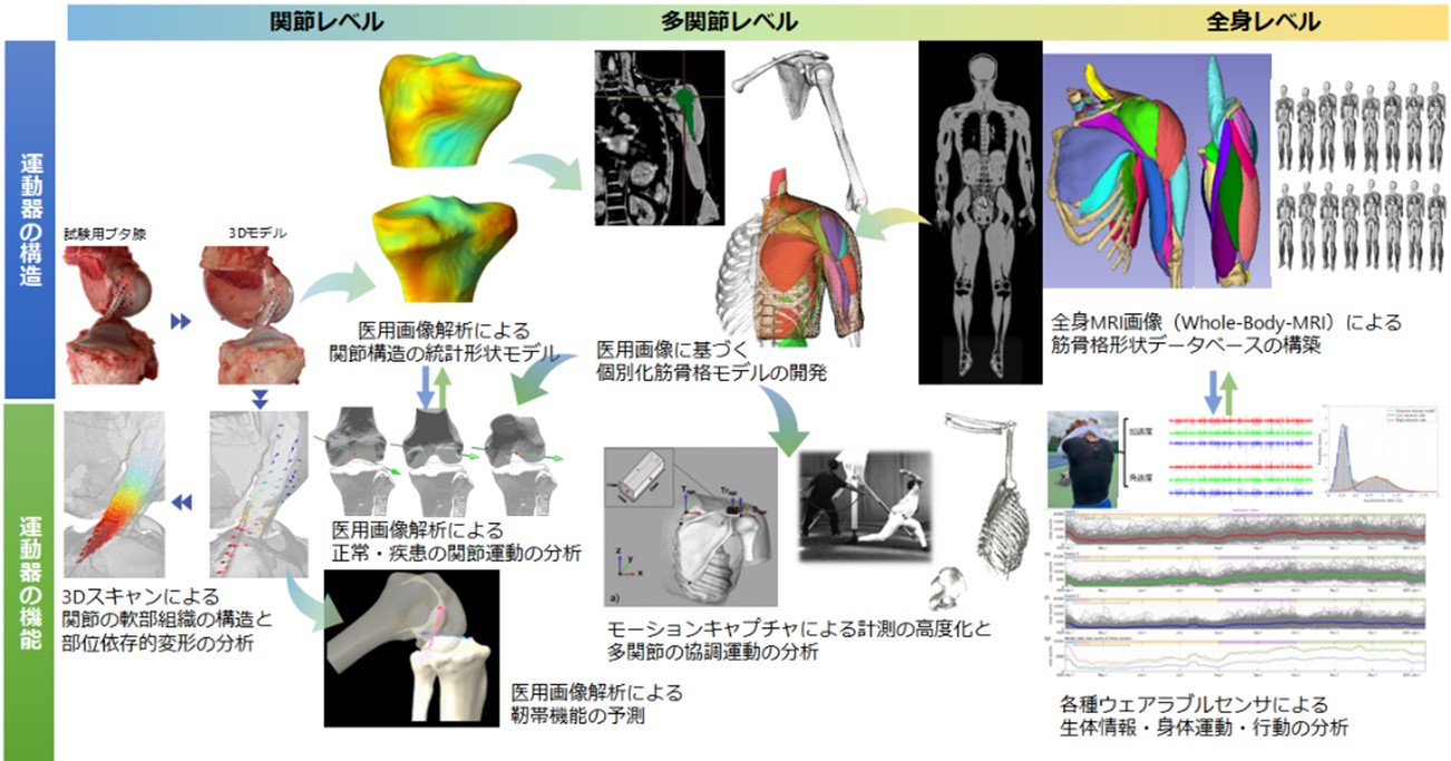 運動器の構造・機能に関するマルチスケール・バイオメカニクス研究 画像