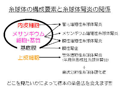 糸球体の構成要素と糸球体腎炎の関係