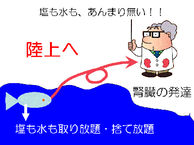 腎臓の進化