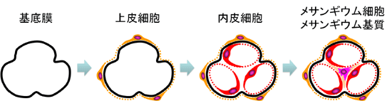 糸球体を構成する四大要素