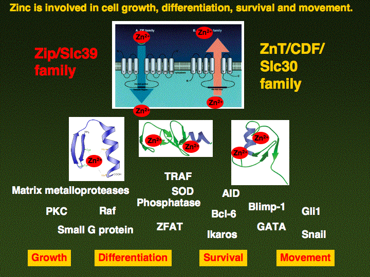 Zn protein