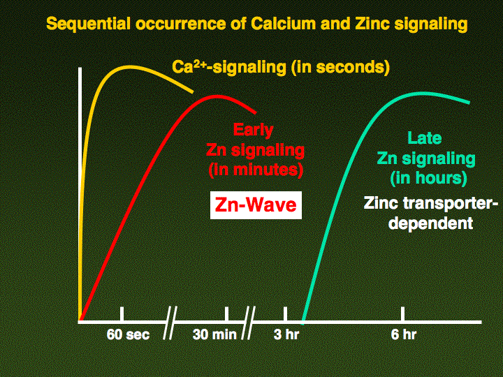 Zn signal