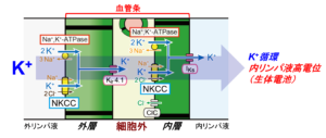 図7 血管条の輸送分子