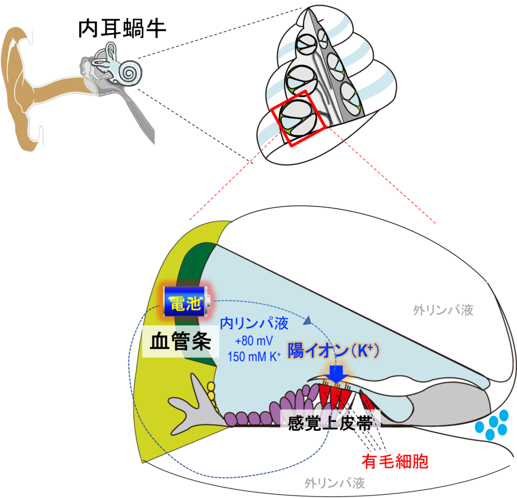 蝸牛の断面と血管条