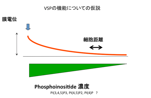 VSP生理機能のグラフ