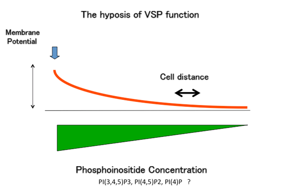 The graph for VSP function
