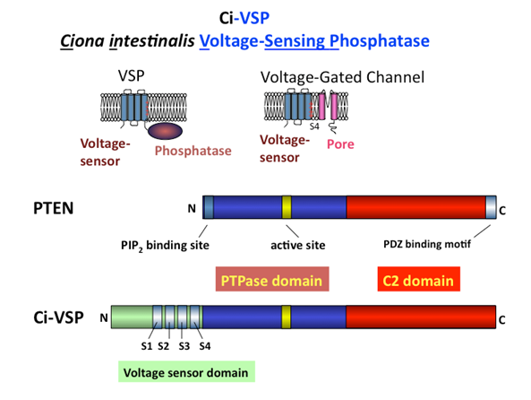 VSPとPTENの配列比較