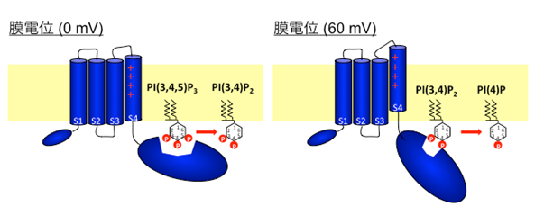 VSP function