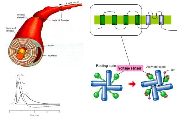 新規電圧センサー膜タンパク質の発見