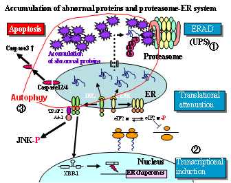 Accumulation of abnormal proteins and proteasome-ER system