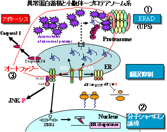 �ُ�`���~�ςƏ��E�́[�v���e�A�\�[���n