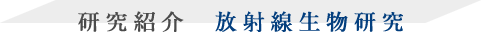 研究紹介  放射線生物研究