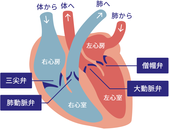 弁膜症 成人心疾患 大阪大学 心臓血管外科
