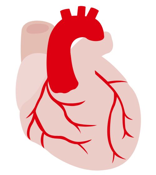 心臓の構造と血液の流れ