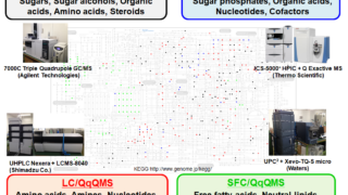 Polar Metabolome analysis