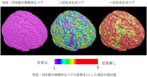 ペア間での脳糖代謝の差異