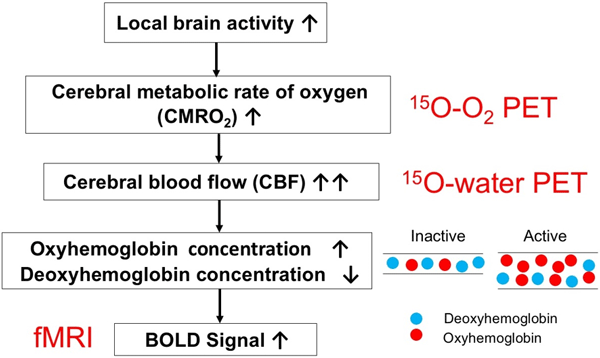 脳賦活化における酸素代謝、血流、BOLD信号の関係