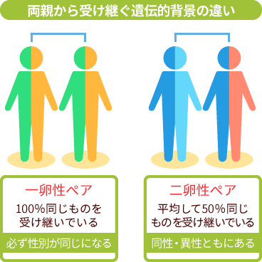 一卵性と二卵性 ふたご研究とは 大阪大学大学院医学系研究科附属ツインリサーチセンター