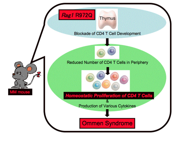 村上 正晃 免疫発生学 Cd4 T細胞のホメオスタシス増殖はマウスのオーメン症候群モデルの発症原因に関与する 大阪大学医学系研究科 医学部