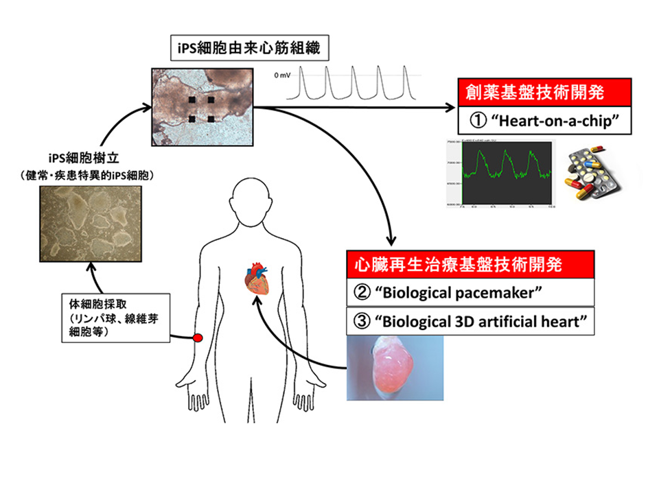 心血管再生医学 大阪大学医学系研究科 医学部
