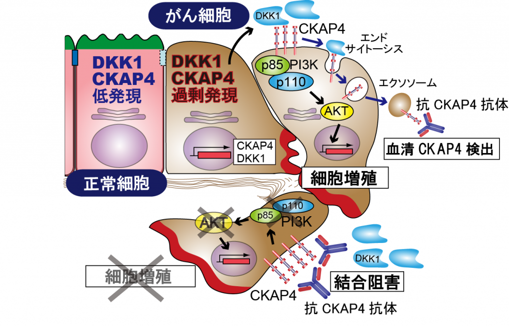 菊池 章 ≪分子病態生化学≫ 膵がんの診断と治療を行う抗体の作製に 菊池 章 ≪分子病態生化学≫ 膵がんの診断と治療を行う抗体の作製に
