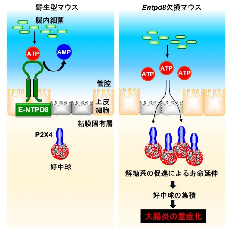 香山 尚子、竹田 潔 ≪免疫制御学≫ 大腸炎の重症化を防ぐメカニズムを解明～E-NTPD8は、好中球の長期生存に必要なATPを分解する ...