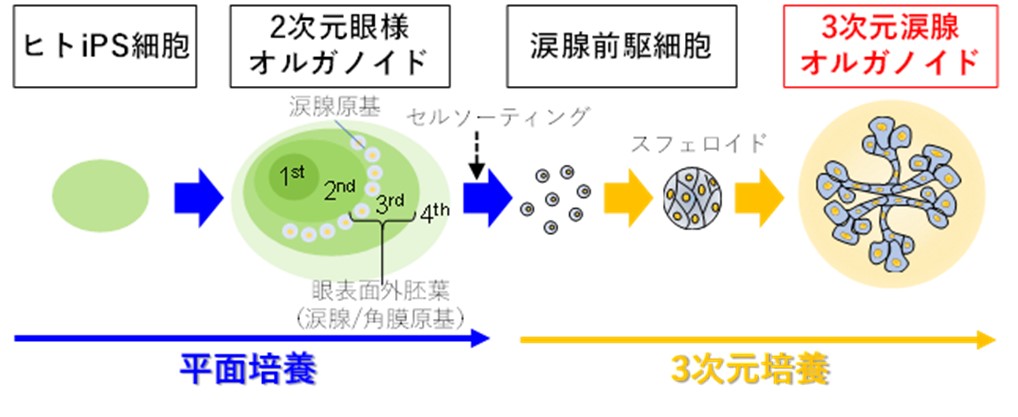 好評NEW】 新糖尿病眼科学一日一課 ぐるぐる王国 PayPayモール店 通販 PayPayモール