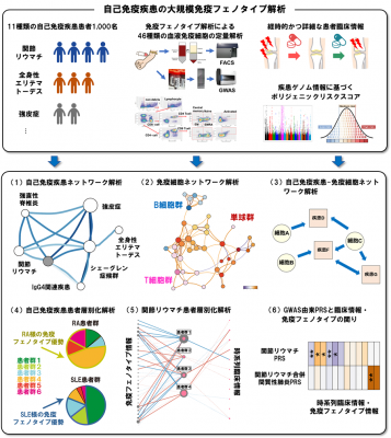 過去最大規模の免疫フェノタイプ解析で自己免疫疾患の患者を層別化 ～関節リウマチもしくは全身性エリテマトーデスの免疫フェノタイプに近い患者群に分類されることが判明～