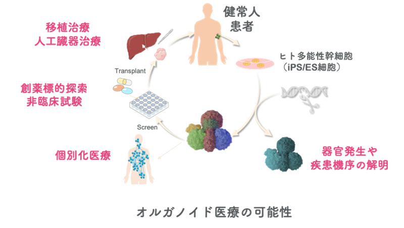 器官システム創生学   大阪大学医学系研究科・医学部