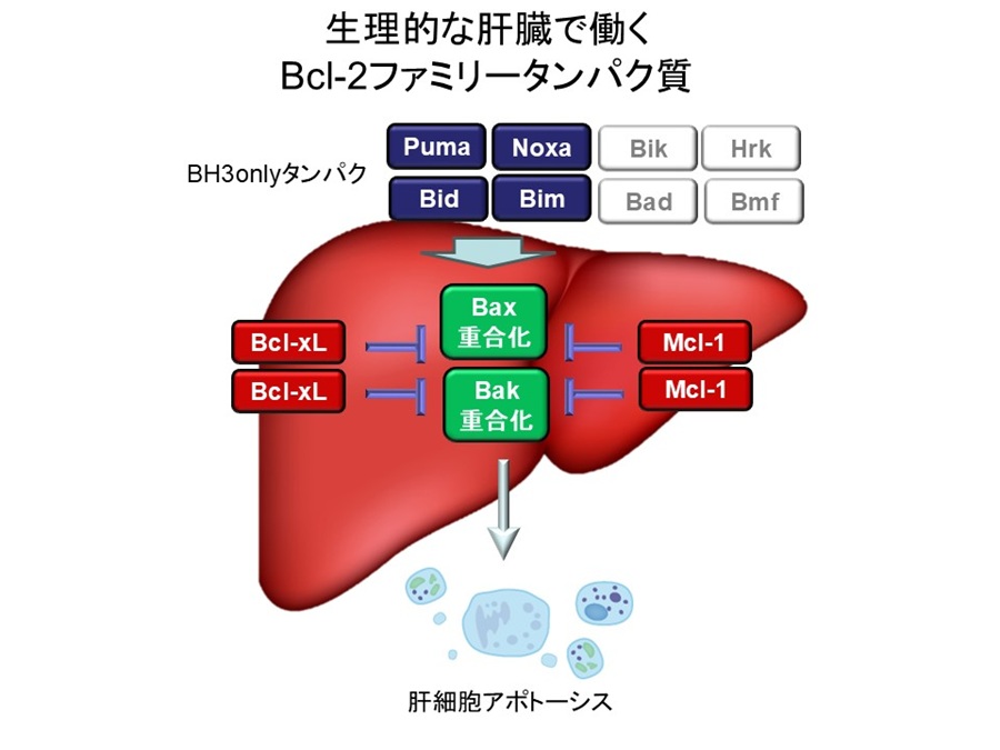工藤 慎之輔、齋藤 義修、疋田 隼人、竹原 徹郎 ≪消化器内科学